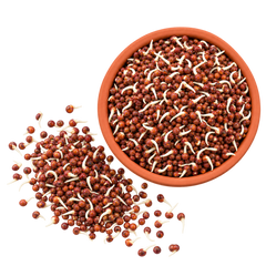 Sprouted Ragi