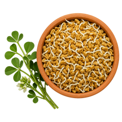 Sprouted Fenugreek Seeds – 2%