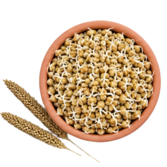 Sprouted Bajra – 16%