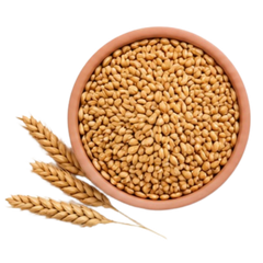100% Sprouted Whole Wheat