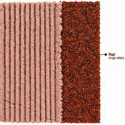 Ragi Flour