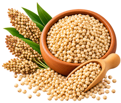 Sorghum