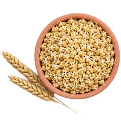 Sprouted Barley – 12%