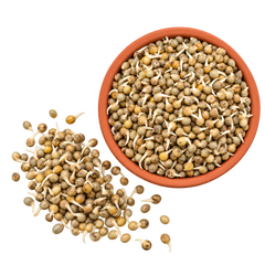 Sprouted Bajra Flour