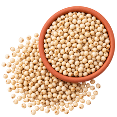 Sorghum
